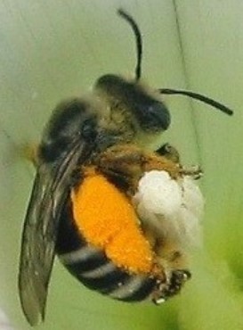 The Prowling Bee